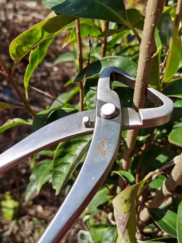 전문 분재 도구 세트 고경도 21cm 스테인리스 스틸  - Concave Branch Cutter 리뷰 및 가격