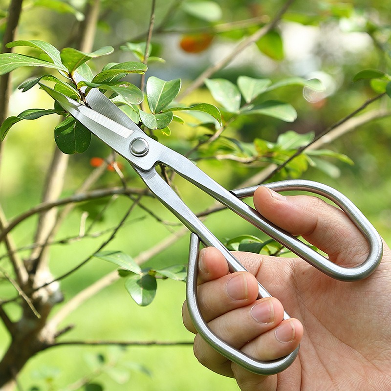 부드러운 잎 가위 분재 도구 가지 가위 연장형 스테인리 - Concave Branch Cutter 리뷰 및 가격