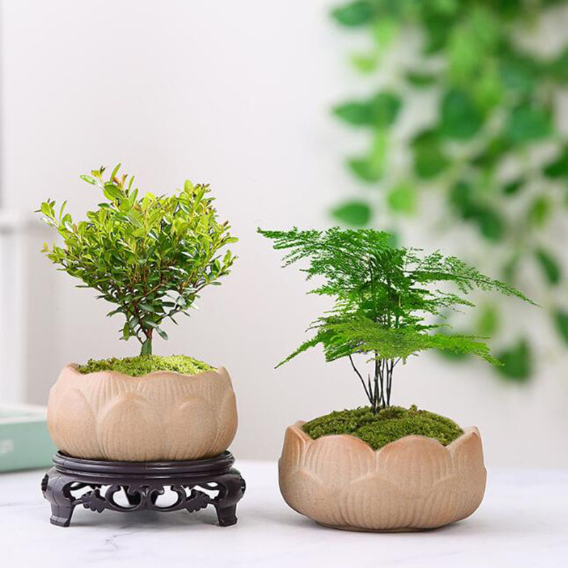 굵은 도자기 연꽃 녹색 식물 화분, 통기성 꽃병 분재  - Bonsai Garden Art 리뷰 및 가격