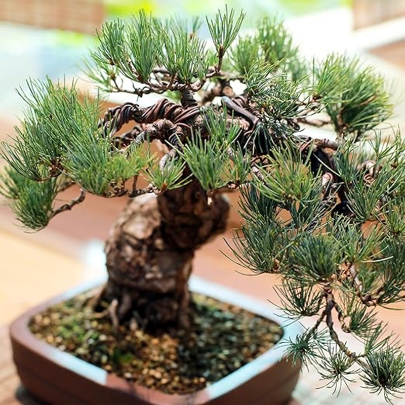 1mm 검정 알루미늄 분재 와이어, 30m 식물 훈련, - Bonsai Garden Art 리뷰 및 가격
